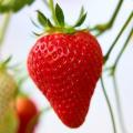 ファーマインドの自社生産いちご、香り豊かな「いちの