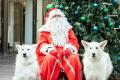 【日本初】人と愛犬の絆を深める“本物のサンタクロー 【日本初】人と愛犬の絆を深める“本物のサンタクロー