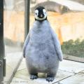 9月30日生まれのエンペラーペンギンの赤ちゃん 公 9月30日生まれのエンペラーペンギンの赤ちゃん 公