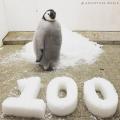 9月30日生まれのエンペラーペンギンの赤ちゃん 公 9月30日生まれのエンペラーペンギンの赤ちゃん 公