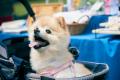 愛犬家の間で話題のワンタイムマルシェがついに関西へ