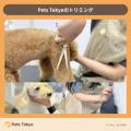 【Pets Tokyo調査】生え変わり時期の抜け毛対策、どう