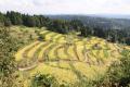 【新潟県小千谷市】来場者全員が審査員！棚田米の頂点