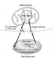 ミトコンドリアと二酸化炭素(CO2)に着目した新しい ミトコンドリアと二酸化炭素(CO2)に着目した新しい