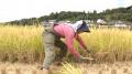 【BS日テレ】女優・財前直見 手作業での稲刈り&絶 【BS日テレ】女優・財前直見 手作業での稲刈り&絶