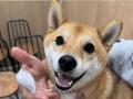 【高知の“殺処分ゼロ”を支える保護犬猫拠点で開催】2,