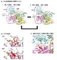 全ゲノム解析とAIタンパク質構造予測で「診断難民」の