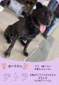 11月30日（日）「むすびまち里親会」開催！