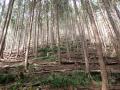 【飛騨高山・岐阜県高山市】市有林84haの森林がC 【飛騨高山・岐阜県高山市】市有林84haの森林がC