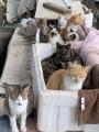 【長野県東御市】野良猫を救いたい！「ふるさとチョイ