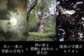 【日本の世界遺産シリーズ第1弾】樹齢1,000年の屋久杉