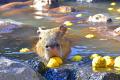 伊豆シャボテン動物公園で恒例の「カピバラのゆず湯」