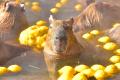 伊豆シャボテン動物公園で恒例の「カピバラのゆず湯」