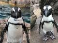 【京都水族館】ペンギンたちの関係性を最新版にutf-8 【京都水族館】ペンギンたちの関係性を最新版にutf-8