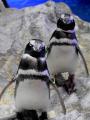 【すみだ水族館】ペンギンたちの関係性を最新版utf-8 【すみだ水族館】ペンギンたちの関係性を最新版utf-8