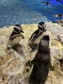 【すみだ水族館】ペンギンたちの関係性を最新版utf-8 【すみだ水族館】ペンギンたちの関係性を最新版utf-8