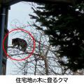 【米沢市ふるさと納税】クマ被害対策支援の寄附受付を