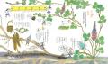 【新刊情報】春と秋、七草のひみつが一冊に！ 日本の