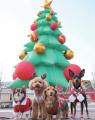 開催迫る！愛犬と行けるクリスマス！小型犬・大型犬別