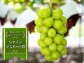 いちご戦国時代が激化!食べチョク主催品評会「いちご いちご戦国時代が激化!食べチョク主催品評会「いちご