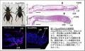 【岡山大学】コオロギの器官再生における活性酸素の役