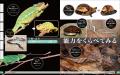 身近な「は虫類」の不思議な形や生態を魅力的な写真で