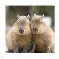 カピバラ愛がみっちり詰まった、カピバラ写真集の決定