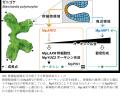 植物の永続的な成長を支える分子機構を解明 ～成長点