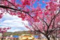 １月に満開！日本で最も早咲きの桜「土肥桜」×「夕陽