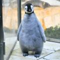 エンペラーペンギンの赤ちゃん誕生から100日「さわ エンペラーペンギンの赤ちゃん誕生から100日「さわ