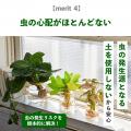 週1回の水やりだけで育つ新感覚グリーン！水耕栽培の