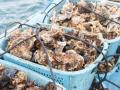現地視察で惚れ込んだ宮城・後藤水産「鳴瀬牡蠣」×自