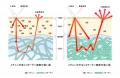 資生堂、肌の内部散乱光※1を「到達深さ別」に評価する