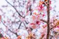熱海で桜が続々と開花中！園内が桜色に染まる期間限定