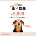 【Pets Tokyo調査】犬の歯磨き、約半数が「毎日できて