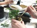 400年の歴史ある川口ブランド「盆栽」づくりを体験！