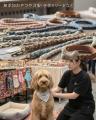 愛犬に合うグッズを選べる体験型マルシェ「わたしのワ