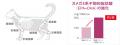 ロイヤルカナン、『猫用 腎臓サポート＋関節サポート