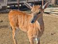 伊豆シャボテン動物公園のサバンナエリアで初めての赤