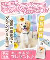 うちの子がモデルに！？全国開催「フォトレコ ペット