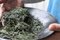 【静岡茶の概念をアップデート】静岡茶の“新潮流”に出