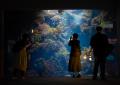 【JAF神奈川】「JAFデー in 新江ノ島水族館　DarkAqua