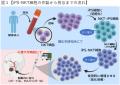 iPS細胞から作製した“作り置きできる免疫細胞”が、が