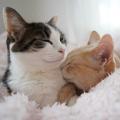 不治の病と語られる「犬・猫の腎臓病」その研究「イヌ