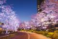 東京ミッドタウンで春を満喫 都心で楽しむ桜並utf-8 東京ミッドタウンで春を満喫 都心で楽しむ桜並utf-8