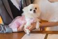 挙式後も愛犬と泊まれる“ペット同伴ウェディングステ