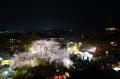 【ホテル長楽館】京都・円山公園の桜景色を特等席で望