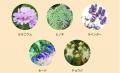 【HARIAS】じわっとあたため、ときほぐす。朝晩2回、 【HARIAS】じわっとあたため、ときほぐす。朝晩2回、