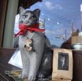 【富士山麓】動物同伴型一棟貸し宿「ICHI 縁」にて、