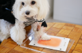 愛犬の“足あと”が世界に1着のTシャツに。 TENGAの障が